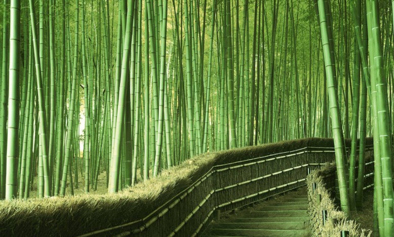 bamboo-in-yard