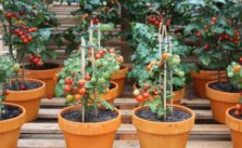10+ Tips on Growing Tomatoes in Containers or Pots