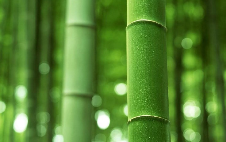 lucky-bamboo