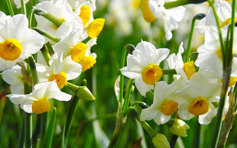 White Daffodils Flower