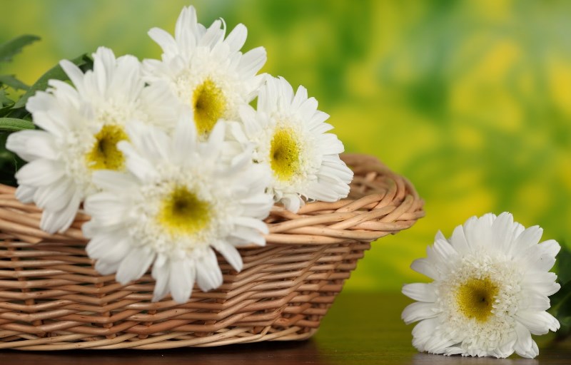 White Gerbera Daisy Flower