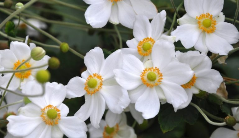 100 Types of the Most Beautiful White Flowers for Your