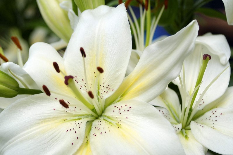 White Lily Flower