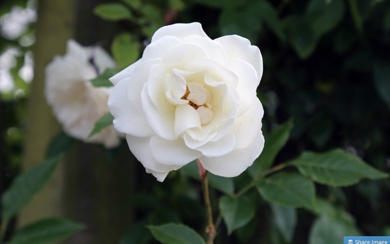 White Rose Flower