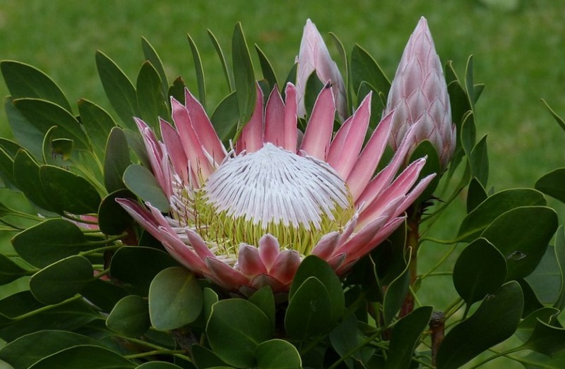 protea flower