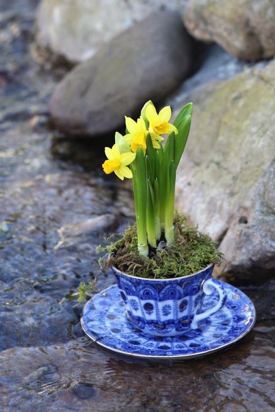 rock garden with dwarf daffodils