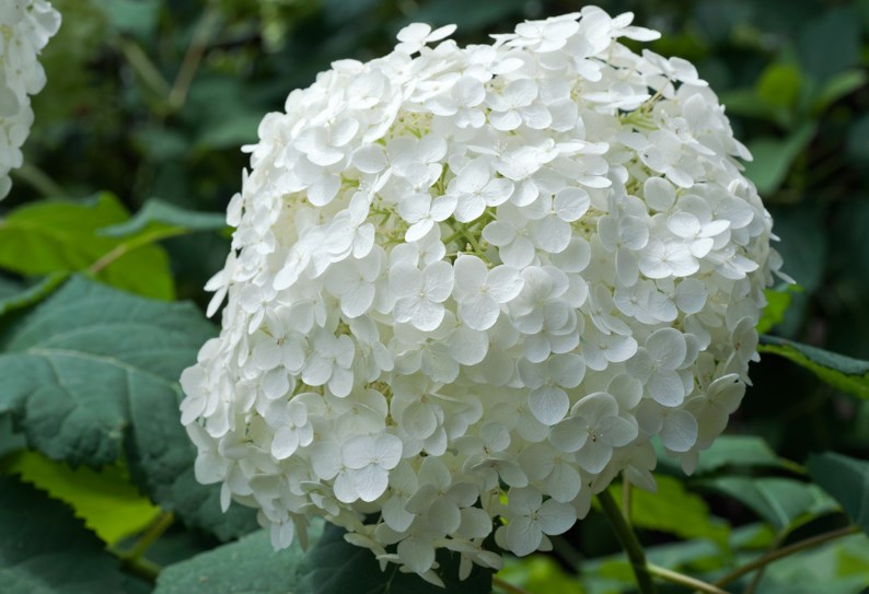white hydrangea flower