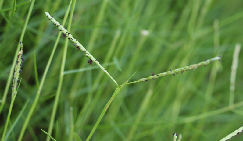 Advantages-and-Disadvantages-of-Bermuda-Grass