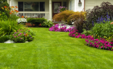 Lawn Care: Tips to Have a Healthy and Eye-Catchy Lawn