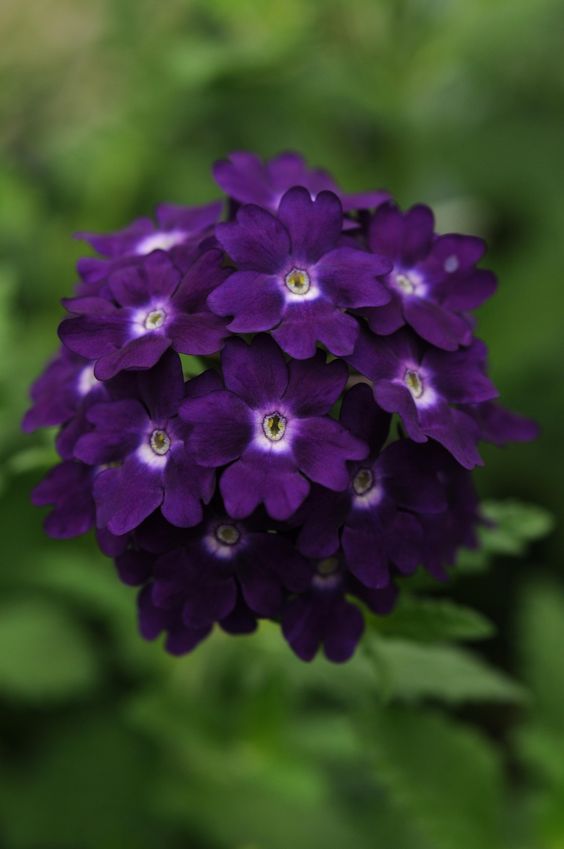 purple flowers-verbena bonariensis