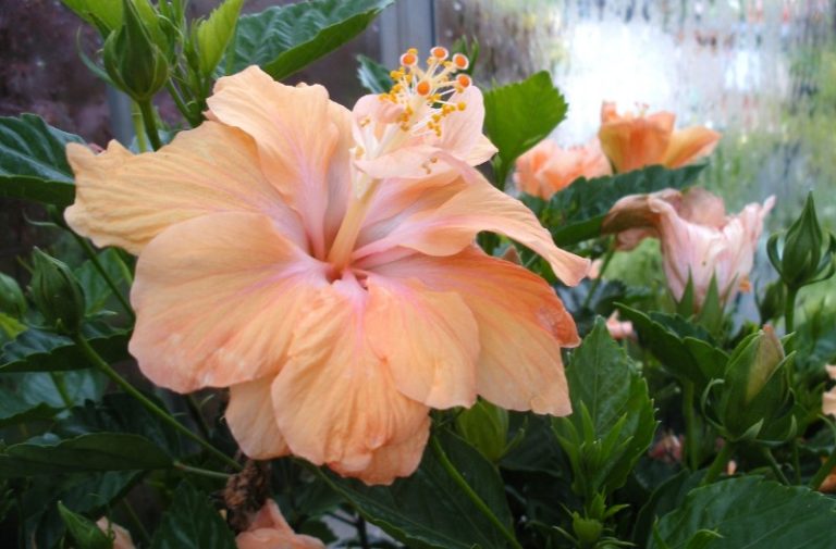 How To Care For Hibiscus Plants Home and Gardens