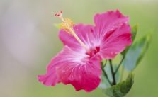 How To Care For Hibiscus Plants