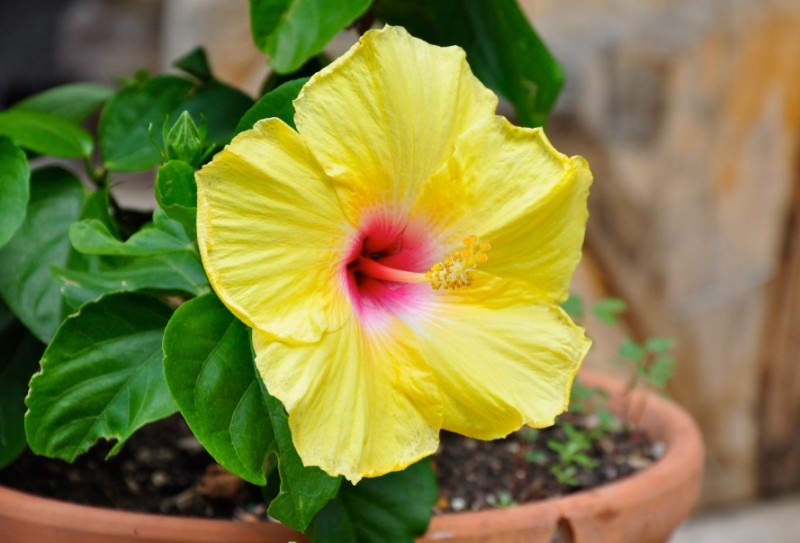 Temperatures for Growing Hibiscus