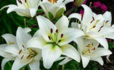 Oriental Tree Lily Care: Tips For Growing and Caring Tree Lilies In The Garden