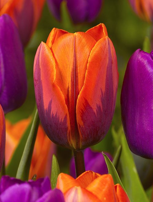 Tulipa Flowers