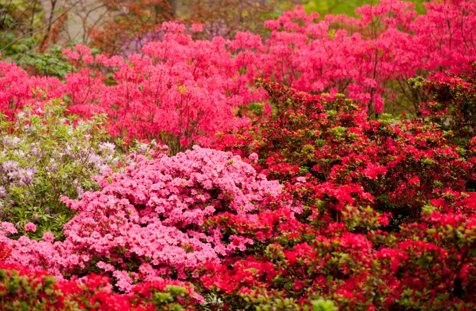 20 Best Spring Flowers For Your Garden Home And Gardens