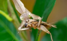 Praying Mantis Pest Control for Your Garden