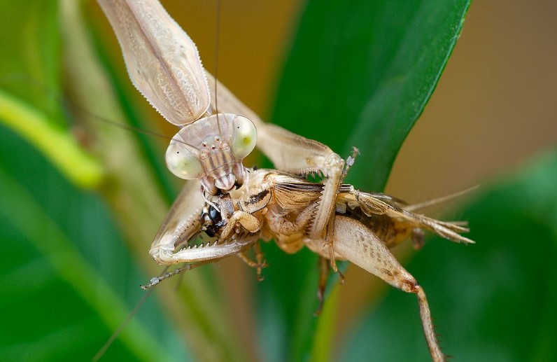 Praying Mantis Pest Control For Your Garden Home And Gardens