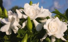 How to Grow and Care for Gardenia Flower