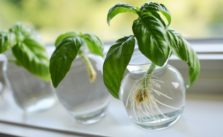 How to Grow & Propagate Basil from Cuttings