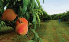 Peach Tree Care: How to Grow and Care Peaches