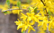 pruning forsythia the right way