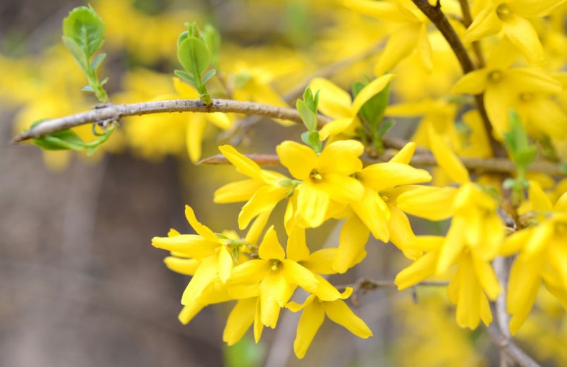 Pruning Forsythia: Best Time to Prune Forsythia - Home and Gardens