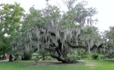 How to Remove Spanish Moss from Tree