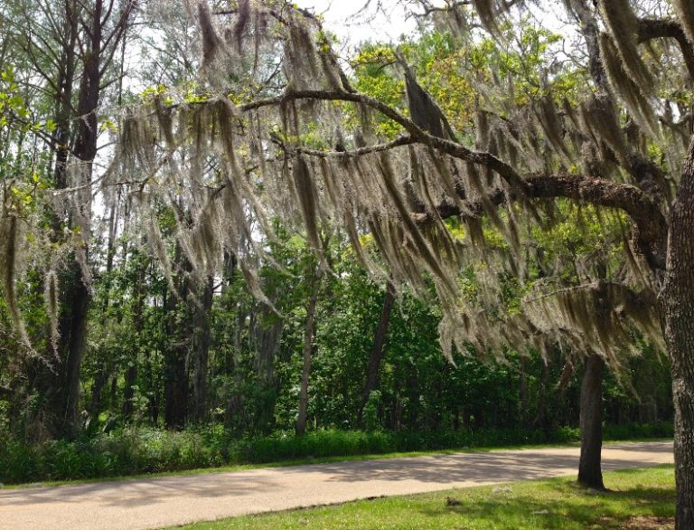 how-to-remove-spanish-moss-from-tree-home-and-gardens