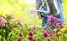 Watering Garden: How Often to Water Garden