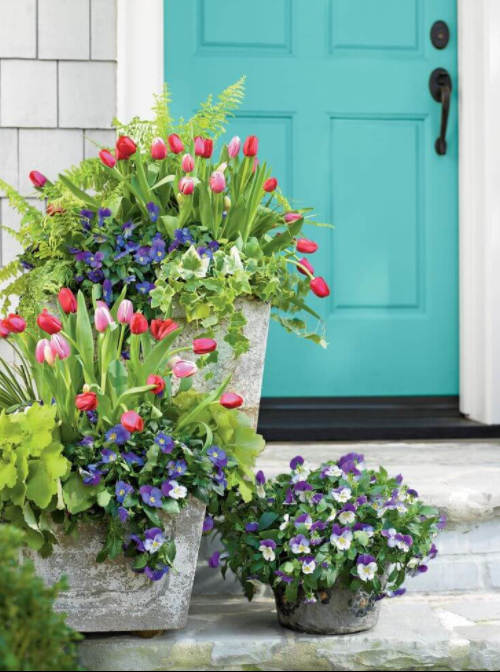 Concrete Planters with Blooming Tulips and Pansies