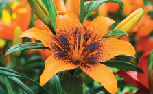 Different Types of Flowers - Asiatic Lily