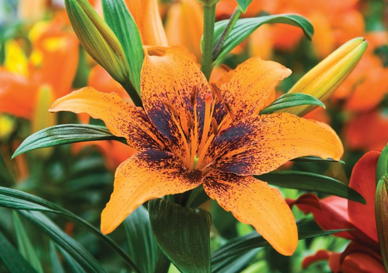 Different Types of Flowers - Asiatic Lily