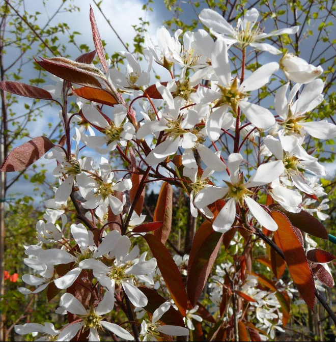 Amelanchier lamarckii (Snowy Mespilus) - tree with white flowers