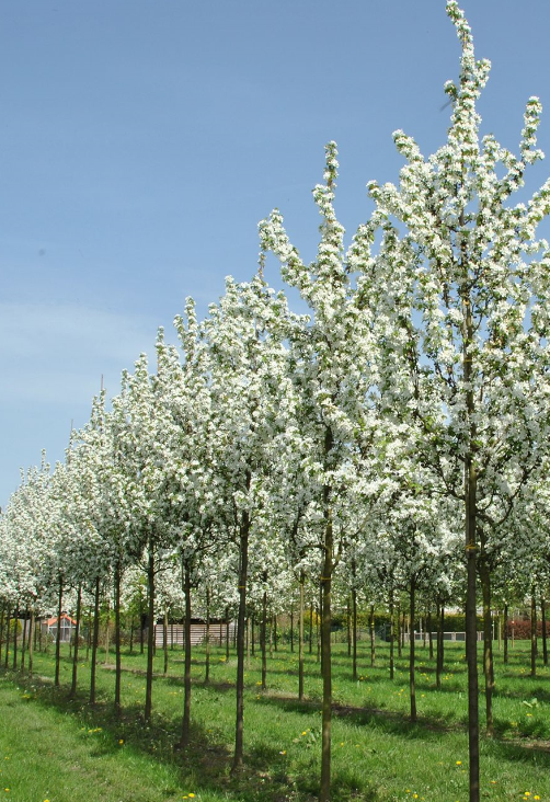 Malus robusta - tree with white flowers 1