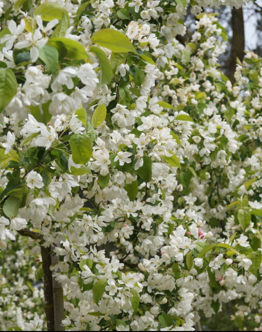 Malus robusta - tree with white flowers 2