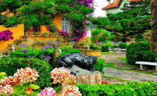 garden design ideas - Hydrangea Blooms